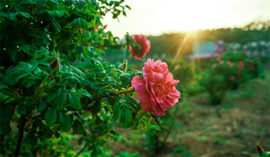 <strong>Rose orientale, beau monde, venez ensemble dans le comté de Pingyin, rencontrez la mer de roses</strong>