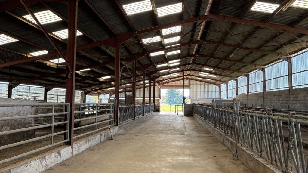 face à la dermatose nodulaire, la détresse des éleveurs privés de leur troupeau